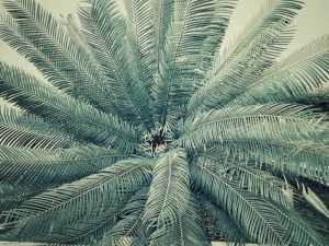 palm tree removal company