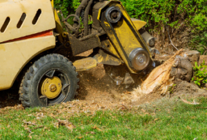 stump removal south Australia