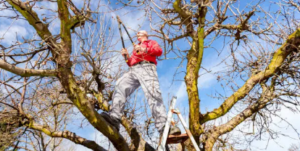most reliable arborist 