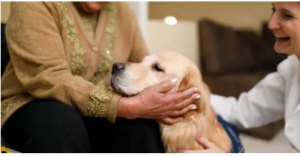 dog physical therapist