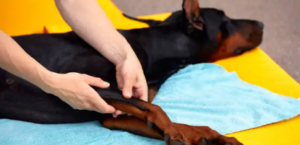 dog physical therapist near me by appointment